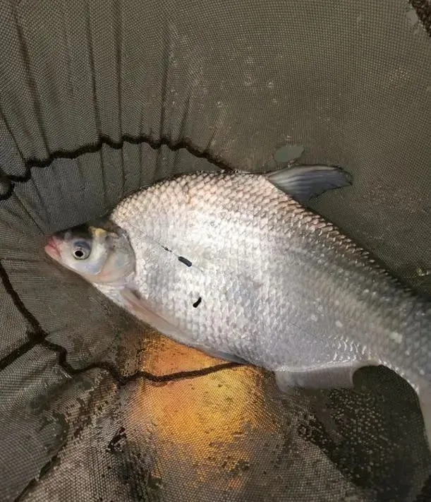 都说冬天要钓深水,为啥你钓深水却经常空军?问题就出在这4点上!