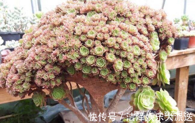 秋季|秋季养多肉可以淋雨吗有优点有缺点，做对“一点”，长成小胖子