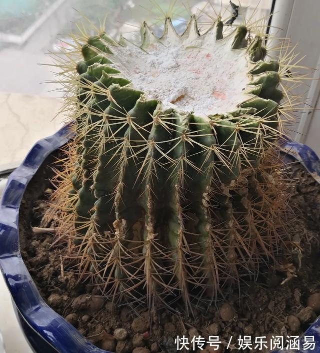 10种不能淋雨的花,淋完雨就死,盆栽养花注意事项