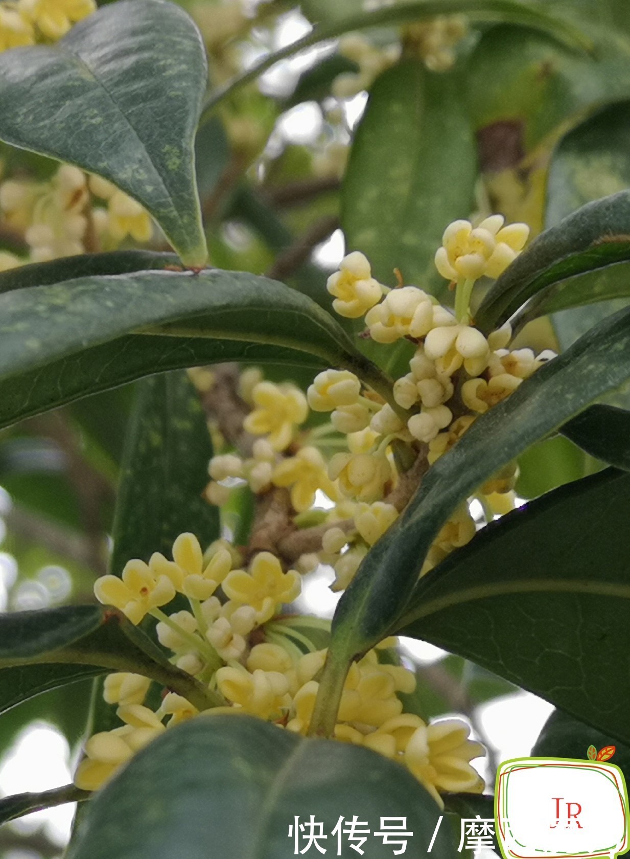 金银花|种植药用花卉一举多得收益很不错哟