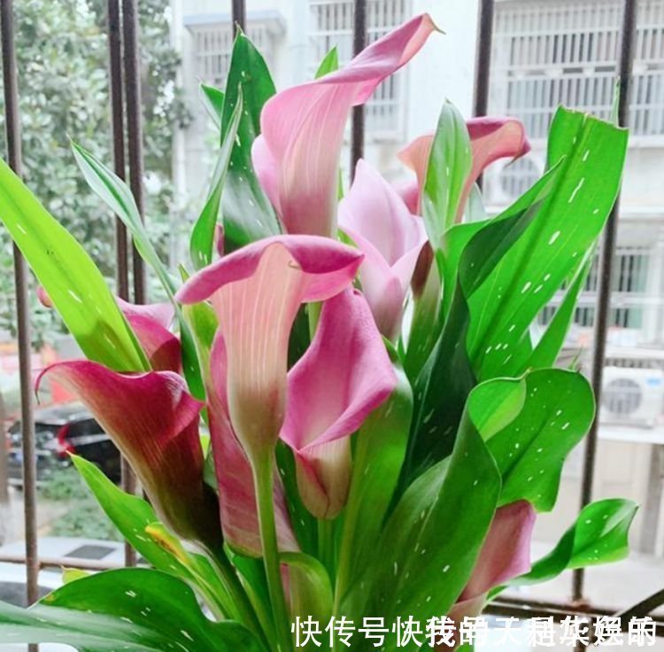 花瓣|4种花美的出奇,不仅花好看,名字也好听,满树都是花朵,漂亮!