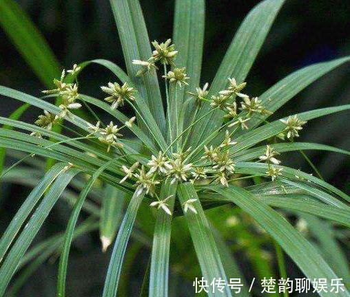 条件再差，这“3盆花”也要养一盆，镇宅又养人，除湿气、去异味