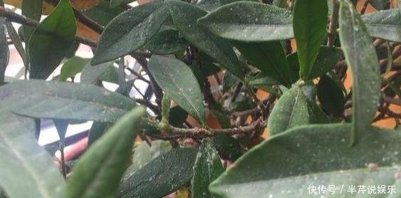 植物|冬季,蚧壳虫来袭该怎么解决!室内养花,弄明白这些再不用犯愁