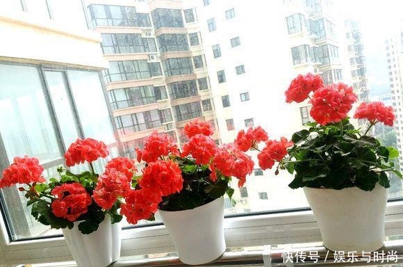 厨房一种调味料，养花3个用法，分分钟拯救黄叶，比硫酸亚铁都强！