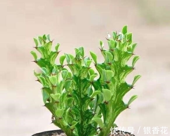 蟹爪兰如何嫁接龙骨花?教你嫁接“4法”,3个注意事项,30天成活