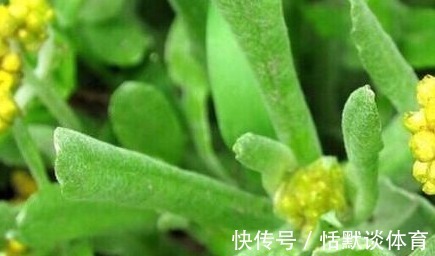 毒素|不想常生病,用此“祛湿王”泡水喝,排出身体毒素,身体更健康