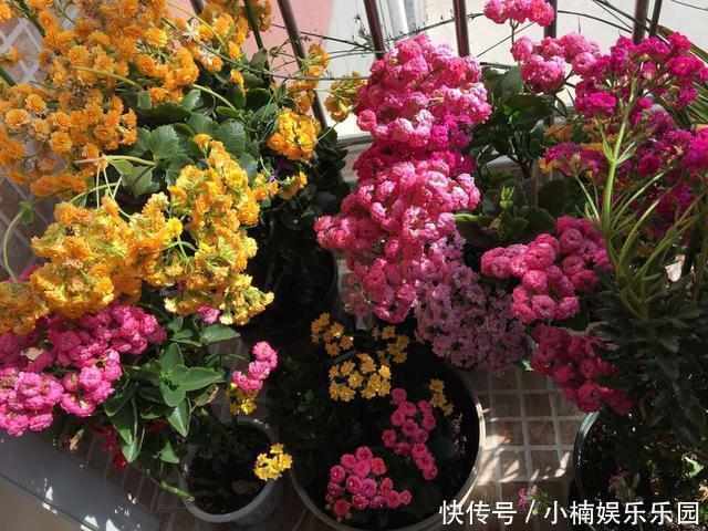 玛格丽特|4种花“趁早”剪，把枝条、叶子全剪了，长得密、开花早