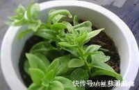 养护|夏天“最适合”扦插3种花，10天生根，养2个月就能变“花海”