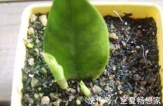 多余的叶片别浪费,试试扦插,不停冒嫩芽!