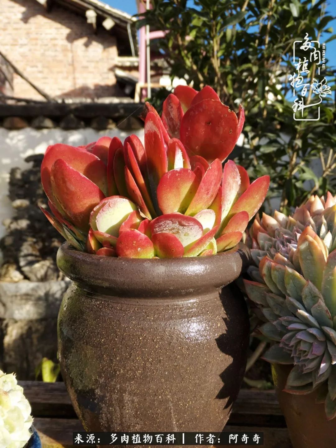 静心养多肉,只是为了在成人的世界里随波不逐流!