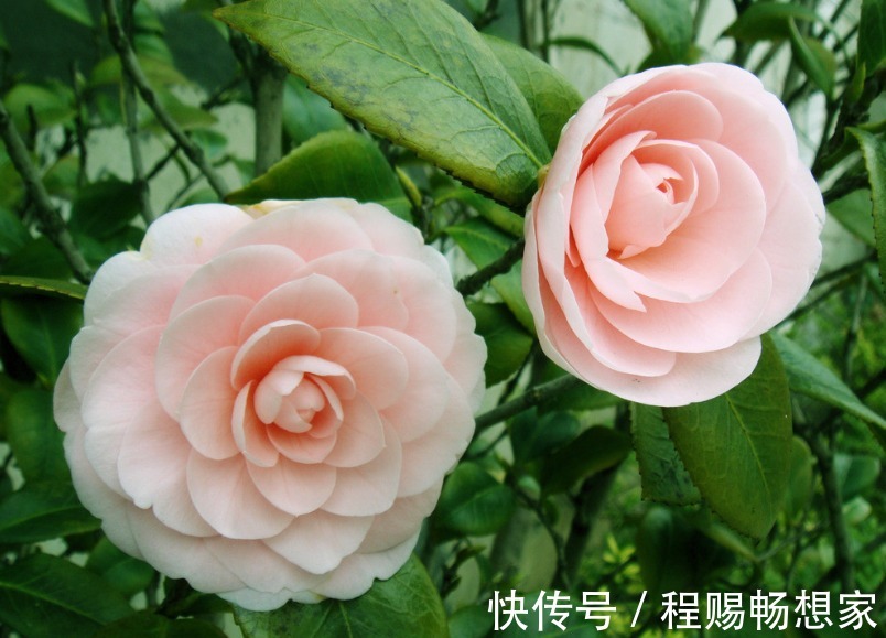 2款适合新手种植的花,一养就爆盆,花大色艳,四季都开花,超美