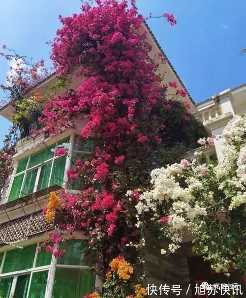 花期|“最累”的8种花,花开连续几个月,一次开花几百朵!