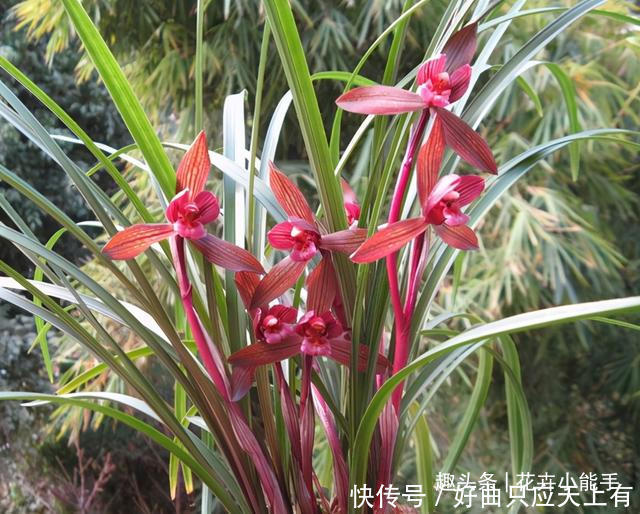 提醒大家见到此兰花，别犹豫，因为它能香整条街，非常好养易活