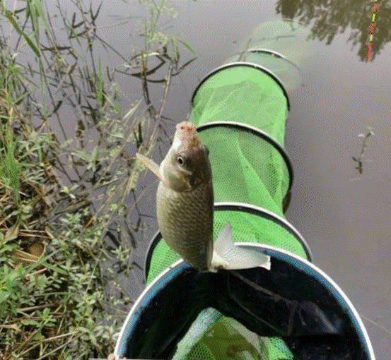 冬季钓鲫鱼你真的行吗?迟来的技巧,上来的都是大板鲫!