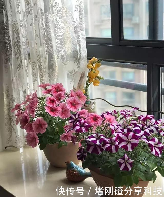 露台|两个孩子的妈妈,利用空闲时间,在露台打造出一片花的海洋