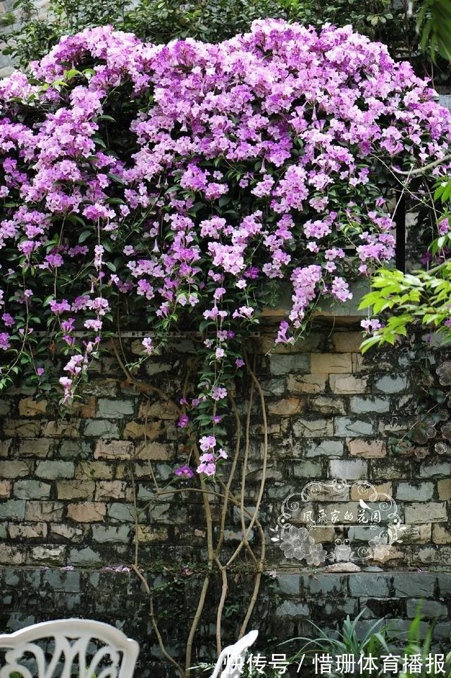 这6种花养好了，家里秒变花海，一年四季有花看！