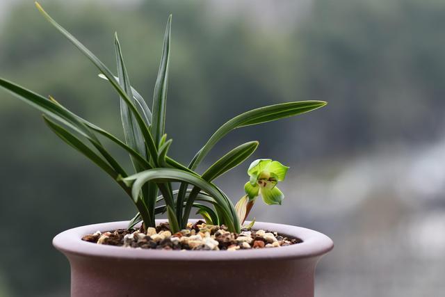 兰花不开花,这个方式你试过了吗很多花友说很好用。