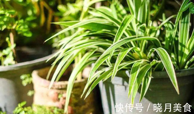 冷天养这8种花,有钱也要穷着养,断粮、少水更抗冻