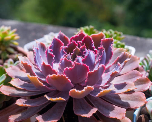 多肉晚霞之舞如何出状态教你3个小妙招,养出梦幻般的晚霞之舞