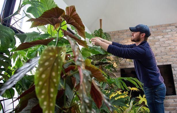 温室|英国宅男将客厅打造成丛林,其中一棵“摇钱树”每片叶子10万元