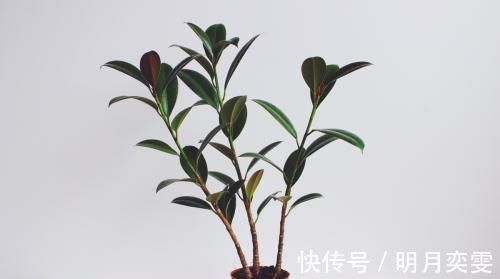 观赏价值|室内采光不够,养花就挑耐阴花,呼呼爆盆