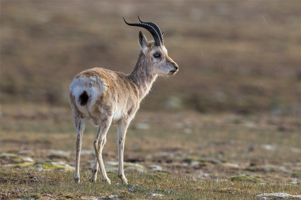 活动|可可西里一呆萌动物,母的一般单独生活,公的却喜欢成群结队活动