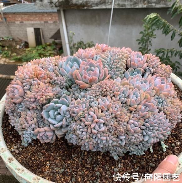 瞧瞧多肉大神的肉肉,盆盆是精品,棵棵价格不菲,你爱了吗