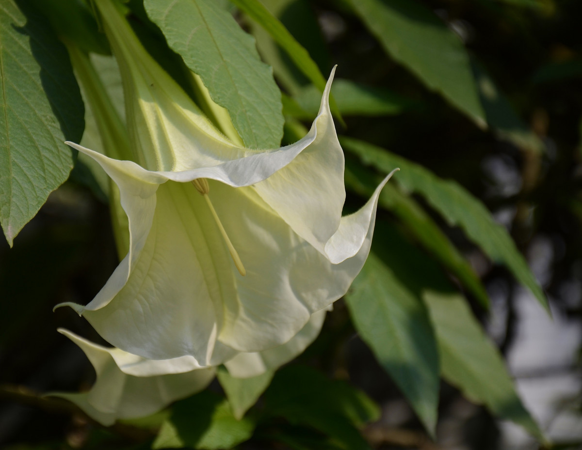 此花外形怪异,颜色妖娆,总给人一种神秘感,象征着恐怖和黑暗