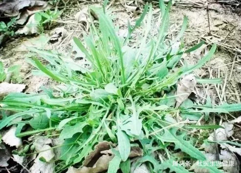 胡萝卜素|埋没在田间的4种抗癌野菜，多数人嫌脏不吃，比蒲公英要好100倍