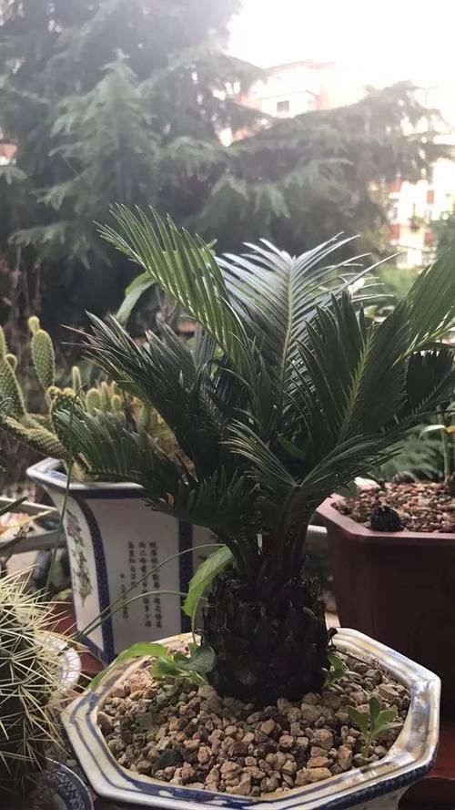 泡沫箱|冬天养花埋点它，开春就疯长，1年不施肥一样绿油油！