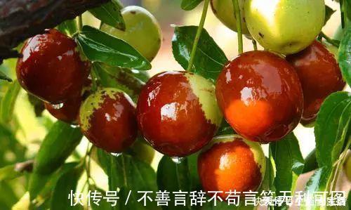 阳台上|还在苦苦养花吗？今年都流行种果树了，开完花就结果，味甜真不错