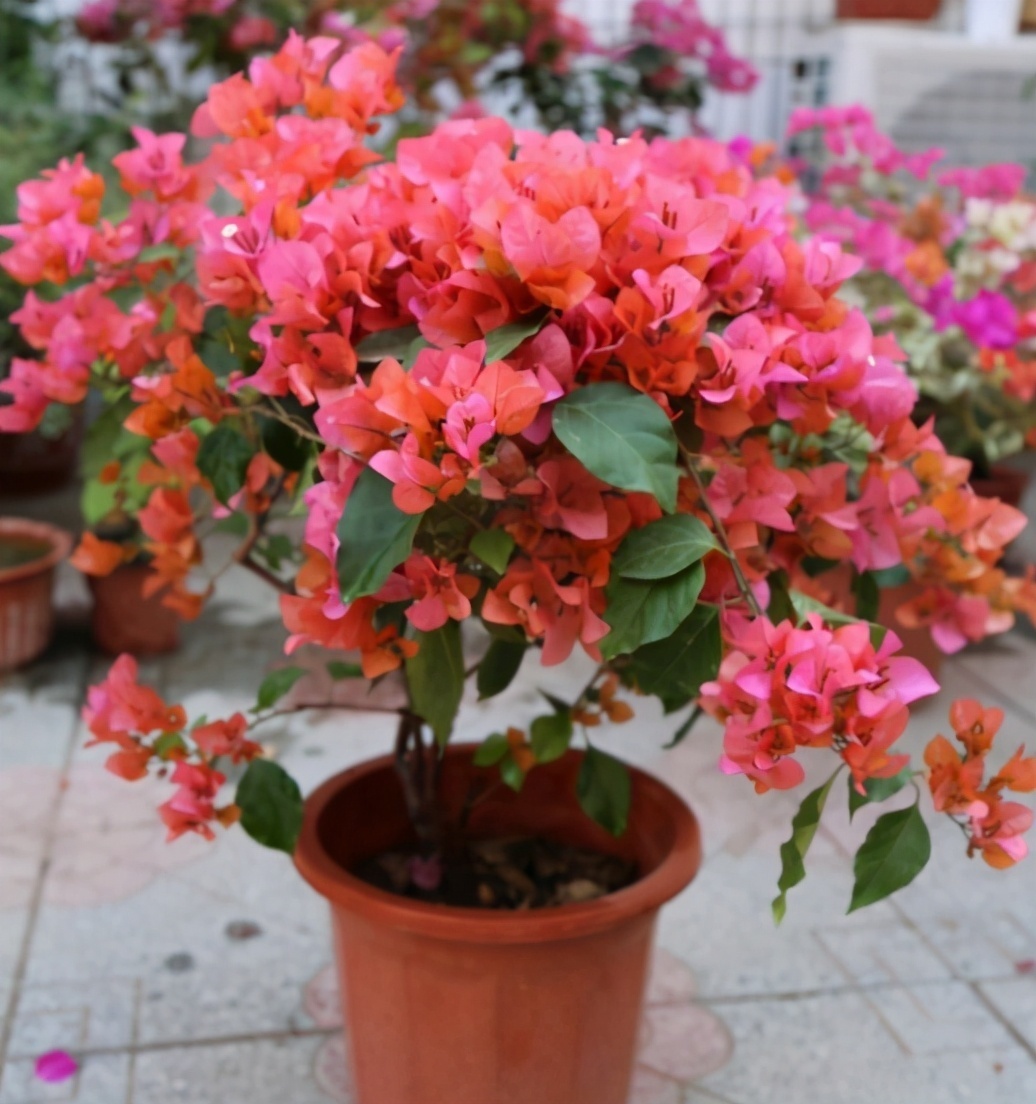 园土|总结养花“十大问题”,只要学会,你就是养花大神