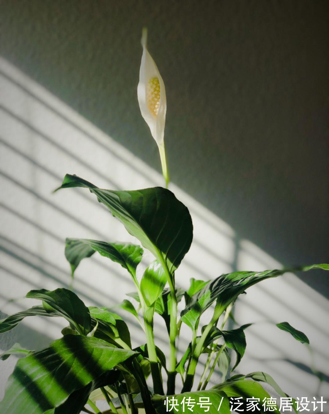 绣球|6种花“苏醒”了，多浇水、要施肥，下个月就开花