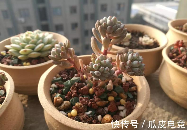 教你一招,把多肉养的萌胖萌胖的