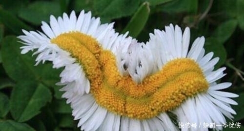 41条裂缝已经出现,日本居然还想隐瞒俄媒想让全世界买单