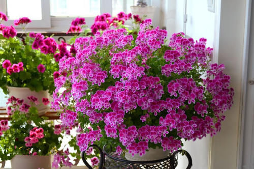 封闭阳台养啥花？天竺葵“天使之眼”，点亮你阳台，你值得拥有！