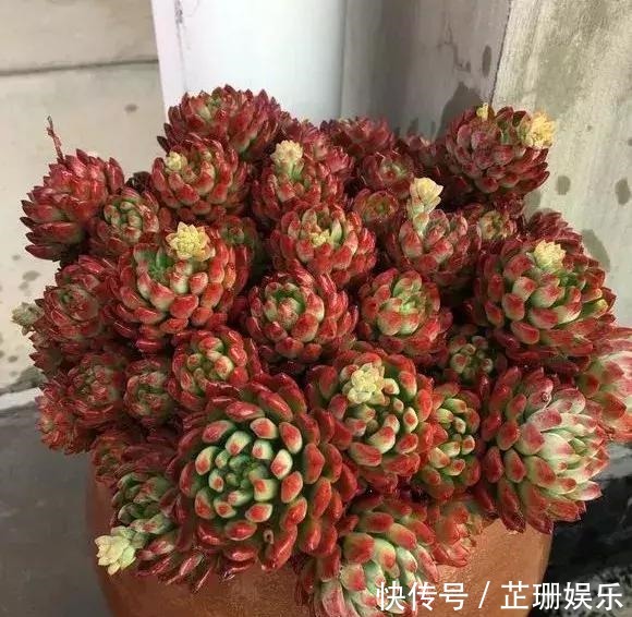 3个小技巧,多肉豆芽苗,一口气变多头群生,最短只要3个月