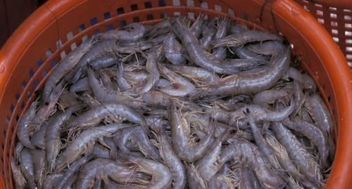 买虾时,如果遇到这5种,再便宜也不要买,健康才是第一位