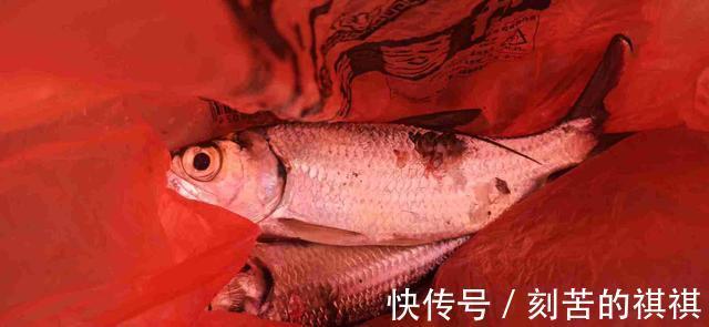 佛山钓友西江钓起“怪鱼”,外形酷似鲥鱼,钓鱼人赶紧收竿回家