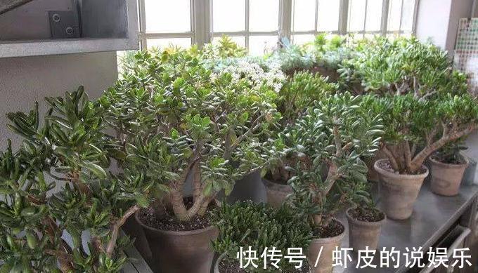 此种盆栽,1个月浇一次水,花开上百朵,轻轻松松活几十年