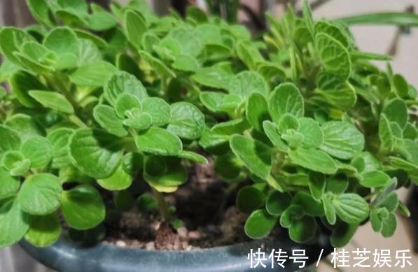 居家养花草,哪些植物好看又好养盆栽此5款,有些还能吃