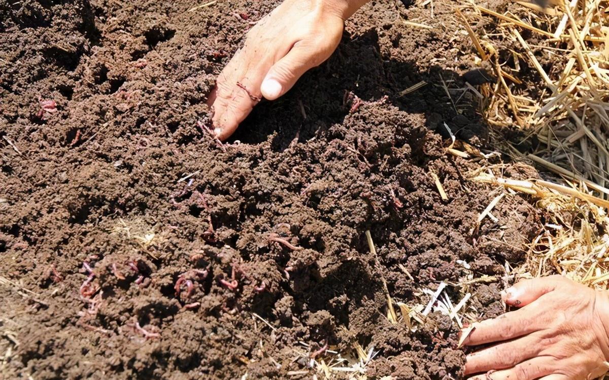 养花时总说没肥料,有机肥之王就在你脚下,用了植物就旺