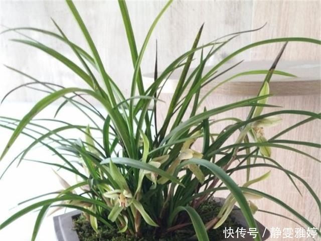黄豆|兰花爱吃这2种“粉”,什么黄豆水、过期药都不如它,效果出奇好