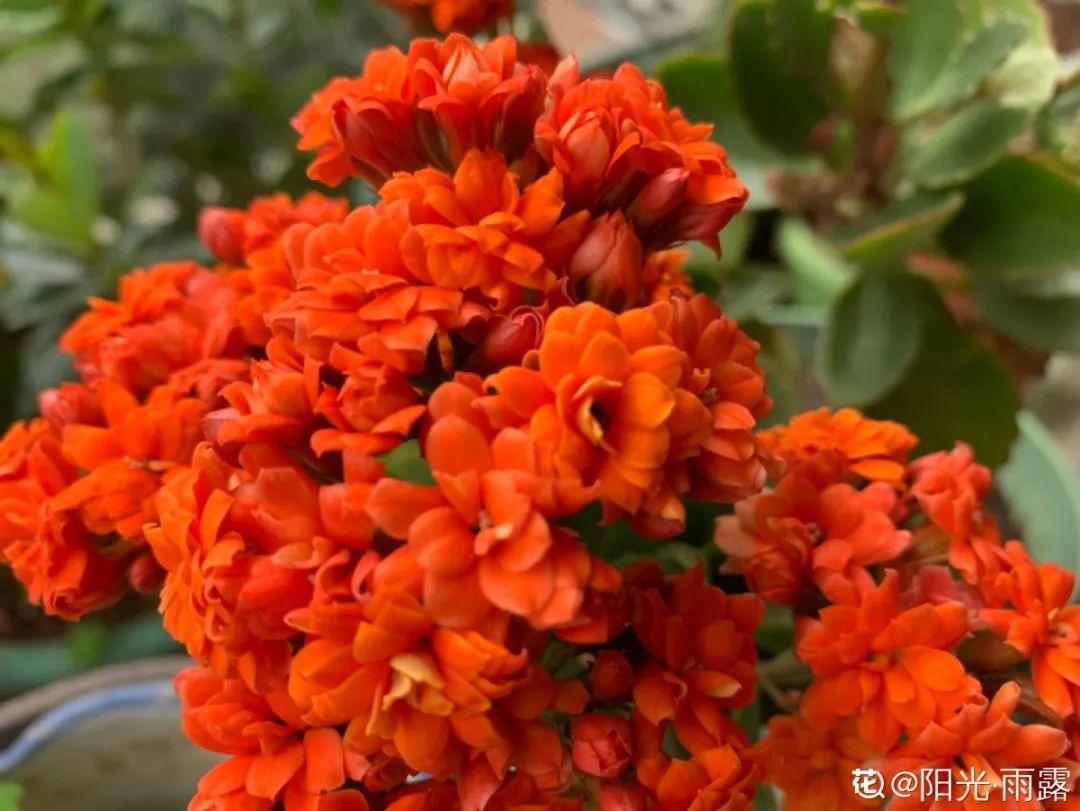 长寿花|1米8的长寿老桩,狠心砍光了,半月重新长一堆!