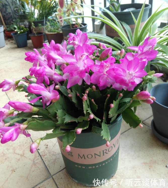 花芽|蟹爪兰长出这种叶子,立马掰掉它,嗖嗖冒花苞!