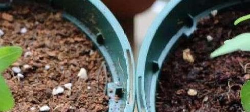  筷子|学会3个小技巧，盆土是干是湿轻松掌握，不用再担心盆栽水多水少