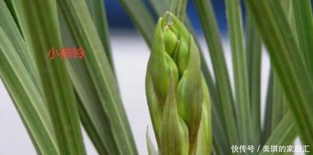  花蕾|兰花的小排铃、大排铃和转茎分别是什么？大的花蕾就是大排铃吗？