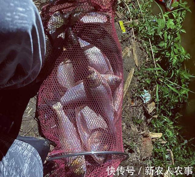 四川一女子钓鱼上瘾，野钓鲫鱼误入鲢鳙窝爆护，网友：难得遇一回