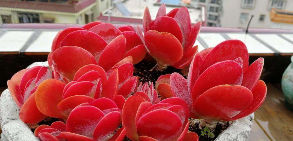 10月养多肉唐印，了解掌握5个要点，叶片红艳似蒲扇，美极了