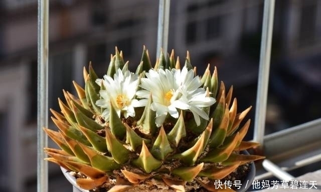 这个小盆栽居然卖600多万,快看看你家有没有!